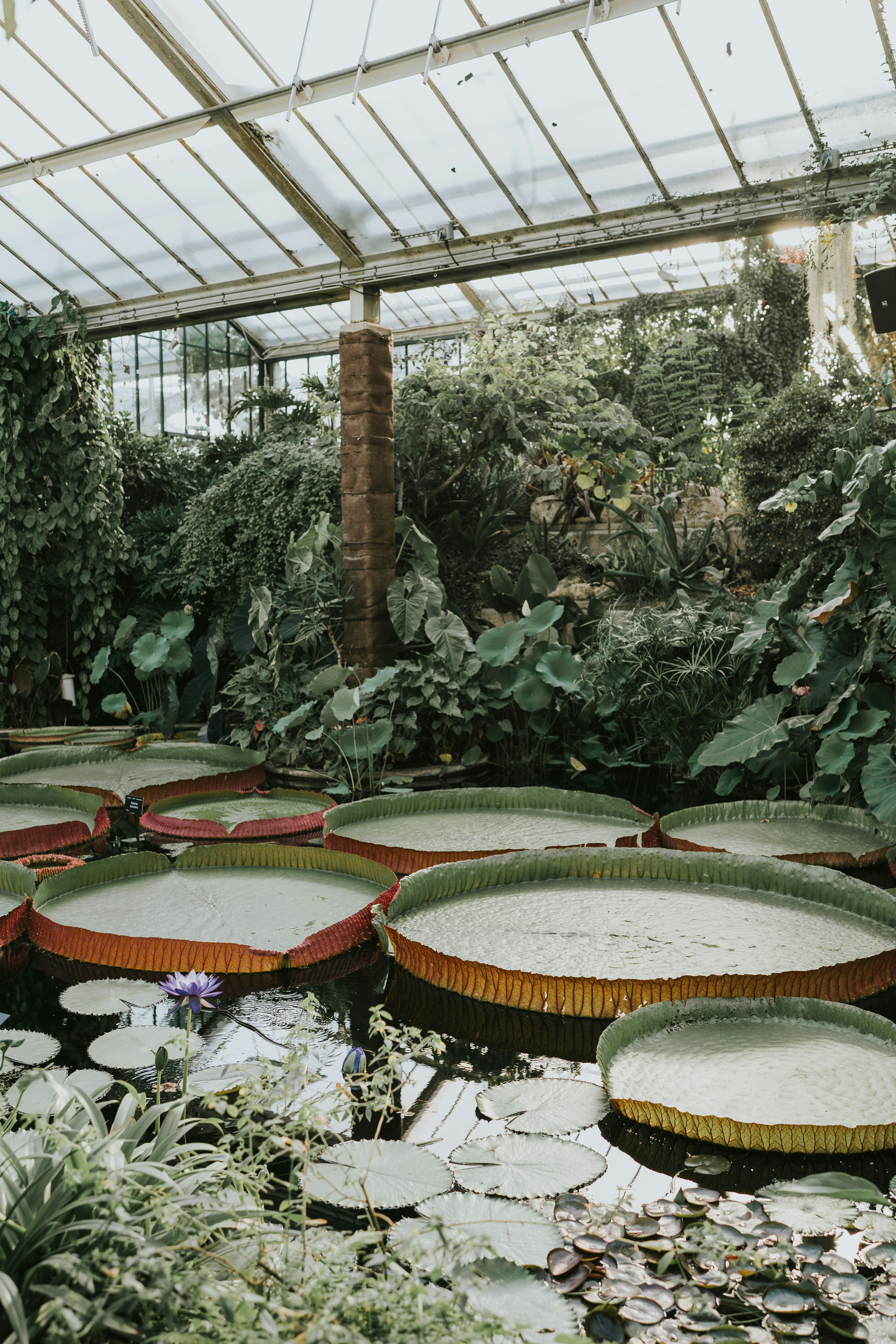 Royal Botanic Gardens, Kew - Princess of Wales Conservatory image 6
