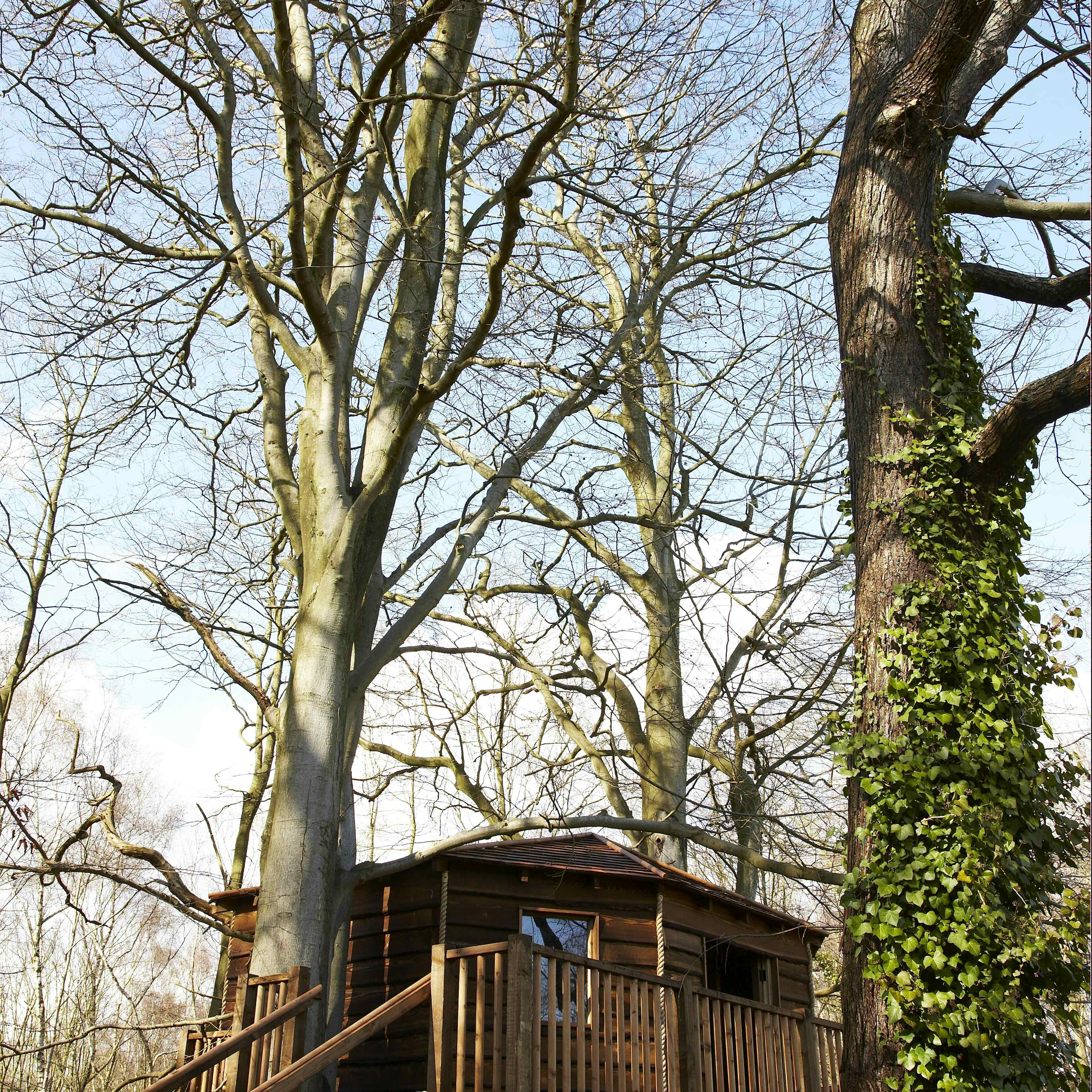 New Place Hotel - Hampshire - The Treehouse image 2
