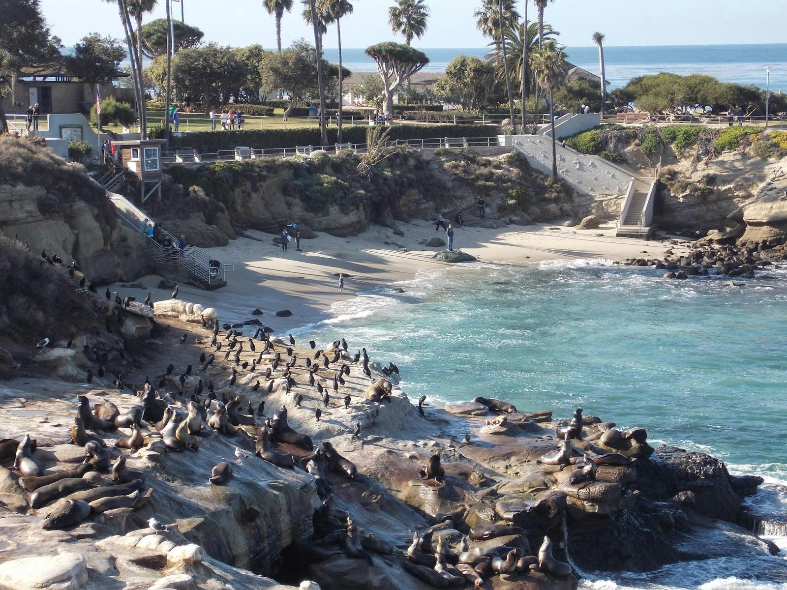 The Pines at La Jolla Cove - image 1