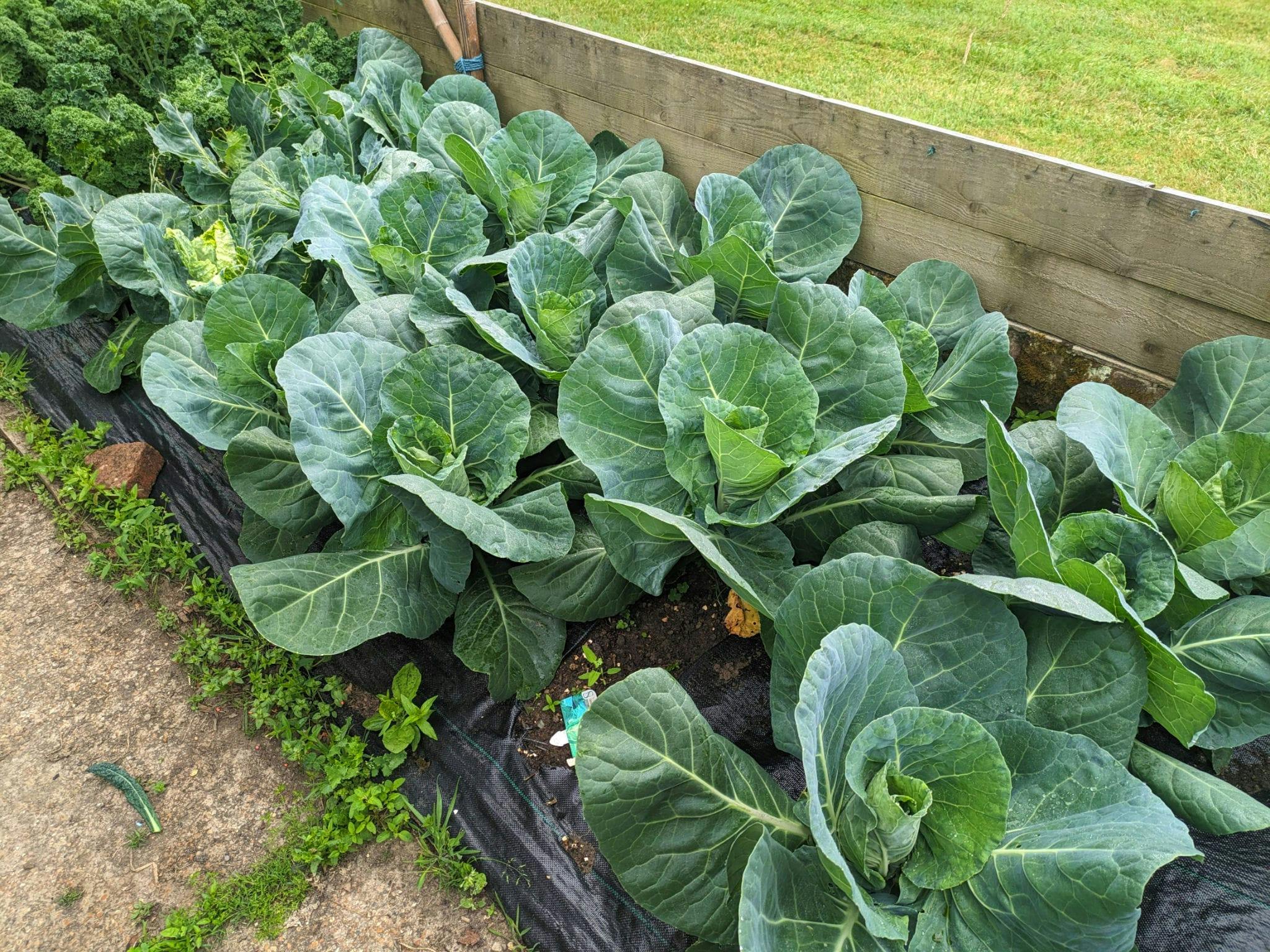 Babylon Garden Centre - image 1