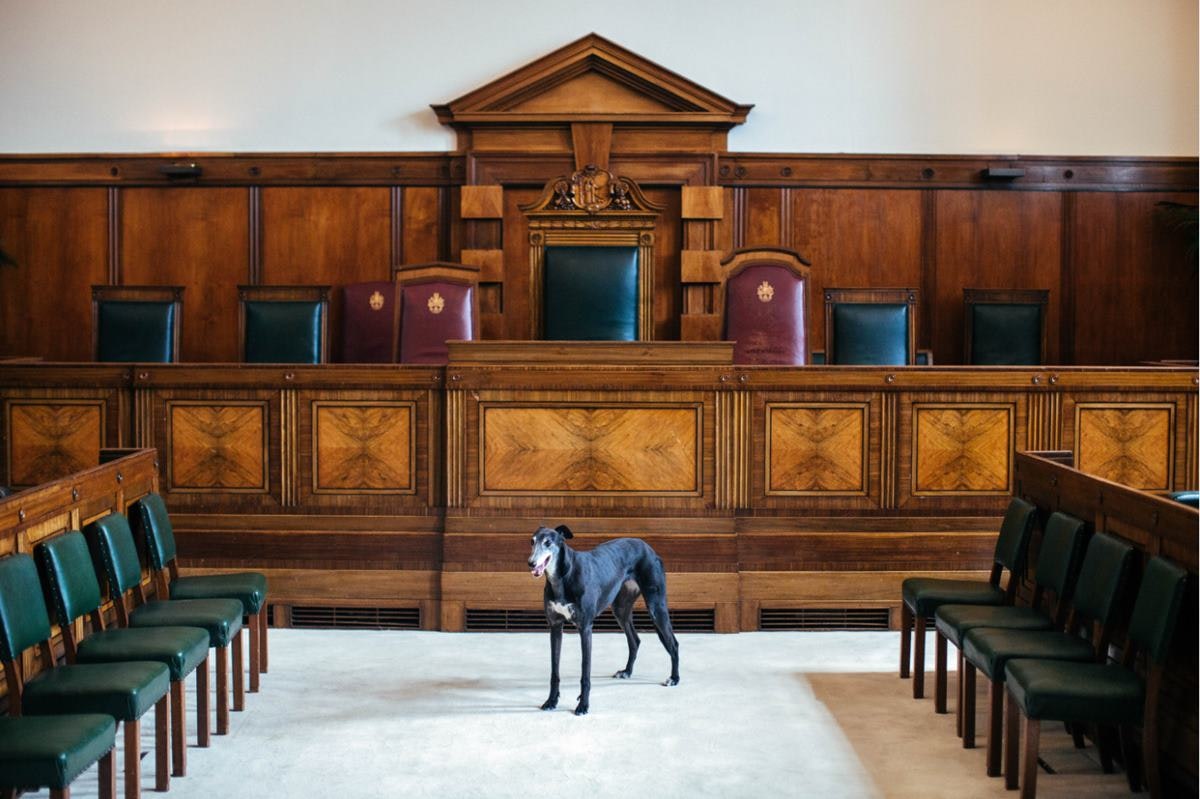 Town Hall Hotel Council Chamber dog